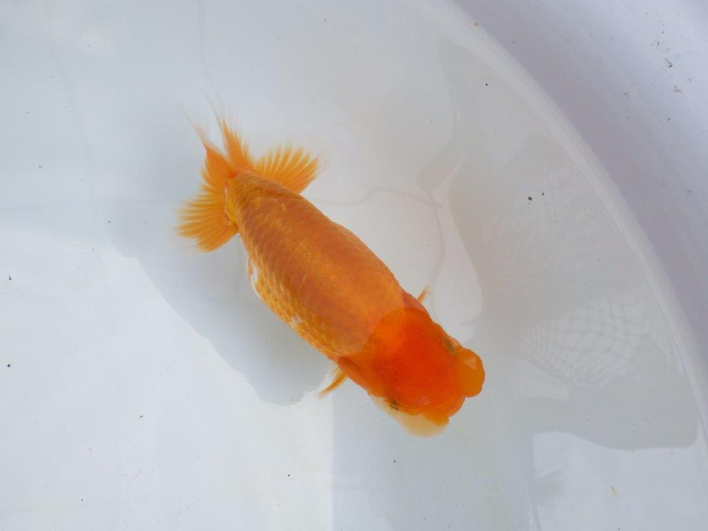 【 鉄板！！】雰囲気の良い更紗らんちゅう　東大関系統　約15㎝  メス？の上身