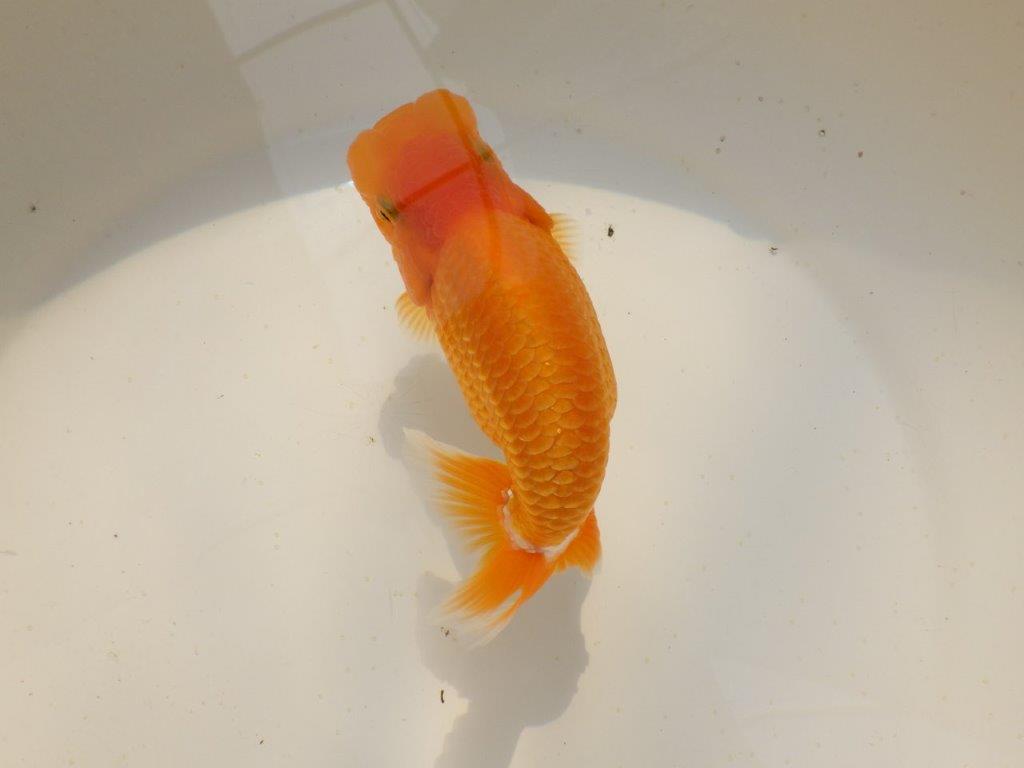 【上物当歳らんちゅう 】こちらも素晴らしいフンタンのらんちゅう　約14㎝　メス？