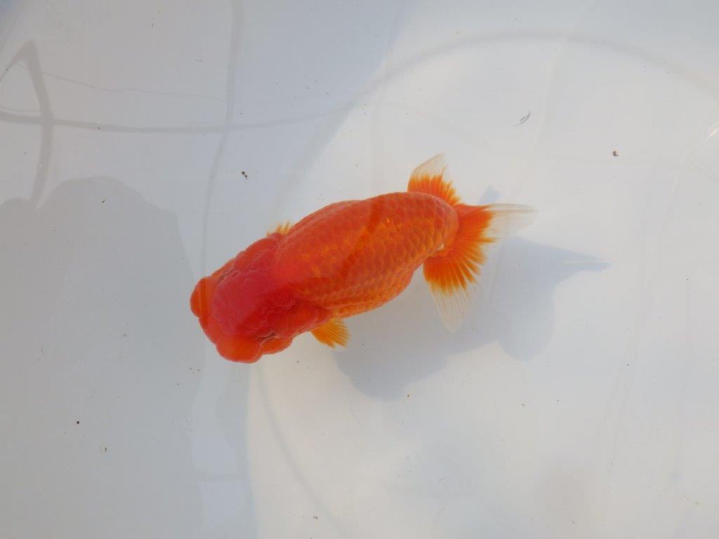 【激レア入荷 】愛媛　竹内誠司の系統らんちゅうB　約14㎝　メス？