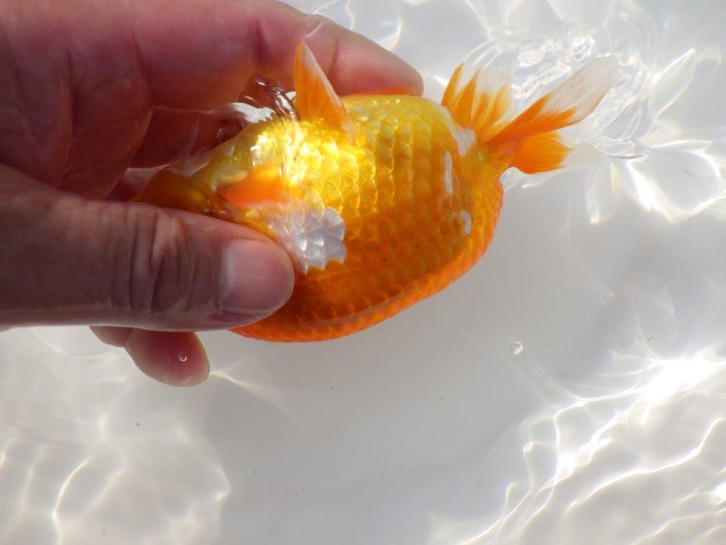 【浜松 杉本氏】管理魚二歳らんちゅう 約14㎝オス?