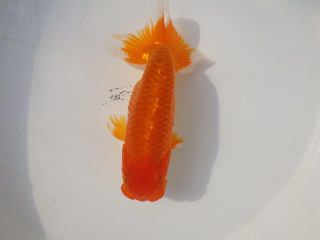 【浜松 杉本氏】管理魚二歳らんちゅう 約14㎝オス?