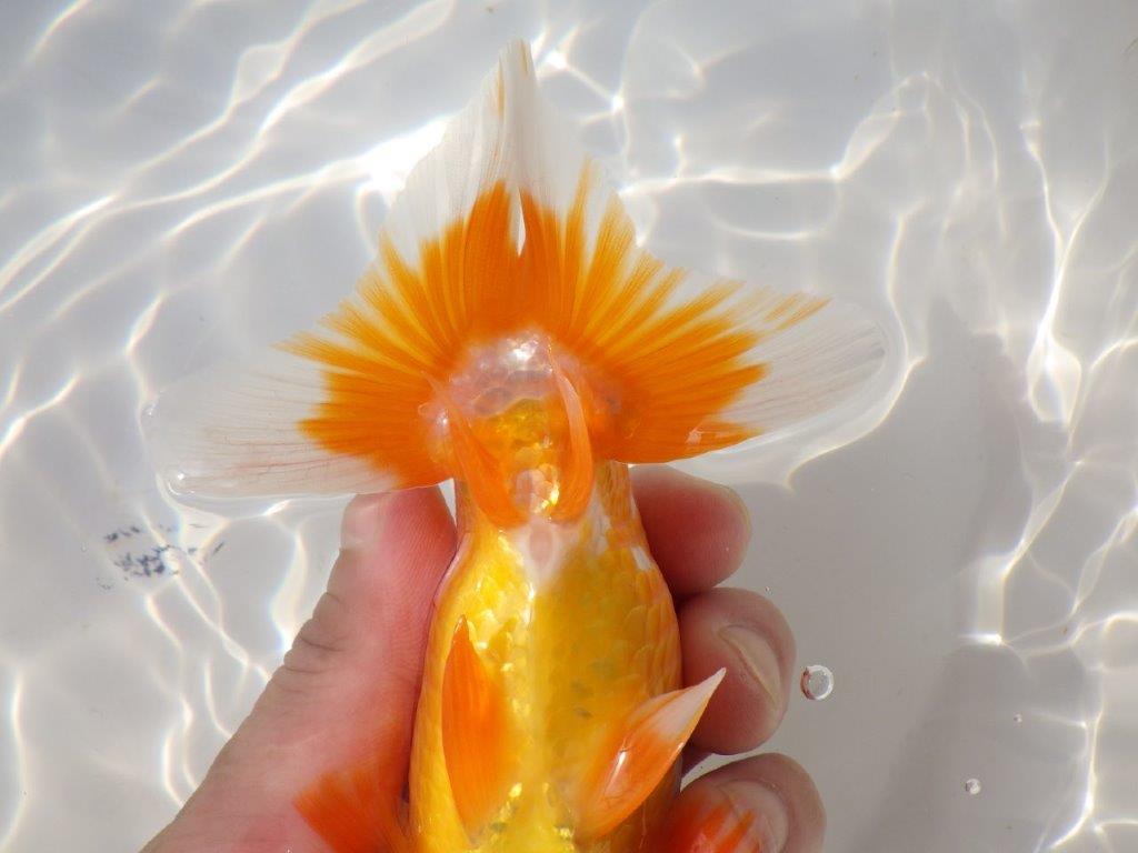 【浜松 杉本氏】管理魚二歳らんちゅう 約14㎝オス?