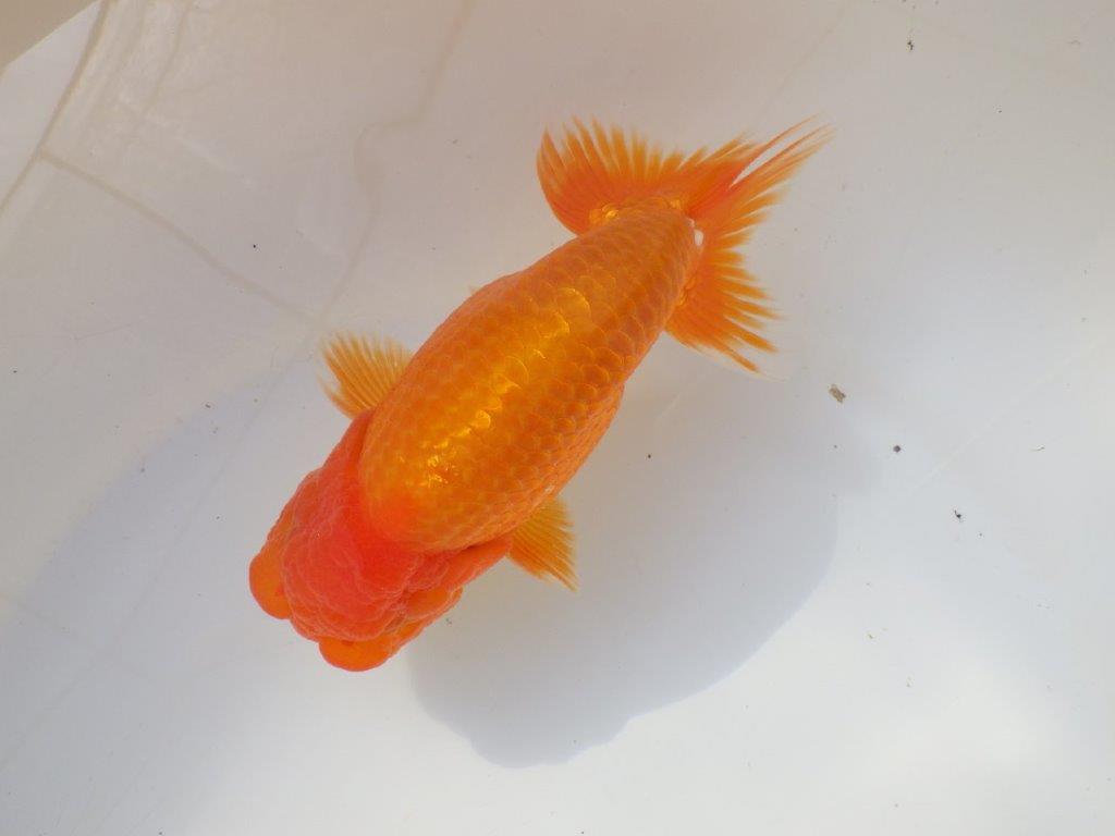 【なおちん金魚さん】管理魚 二歳らんちゅう A 約15㎝オス?