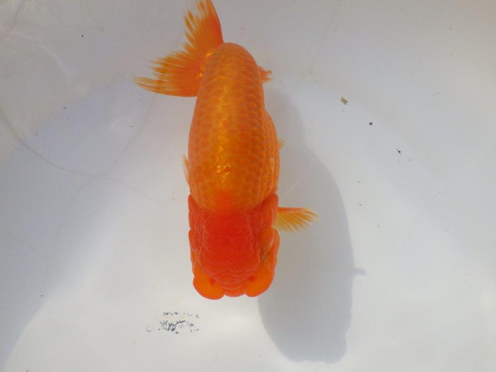 【なおちん金魚さん】管理魚 二歳らんちゅう A 約15㎝オス?