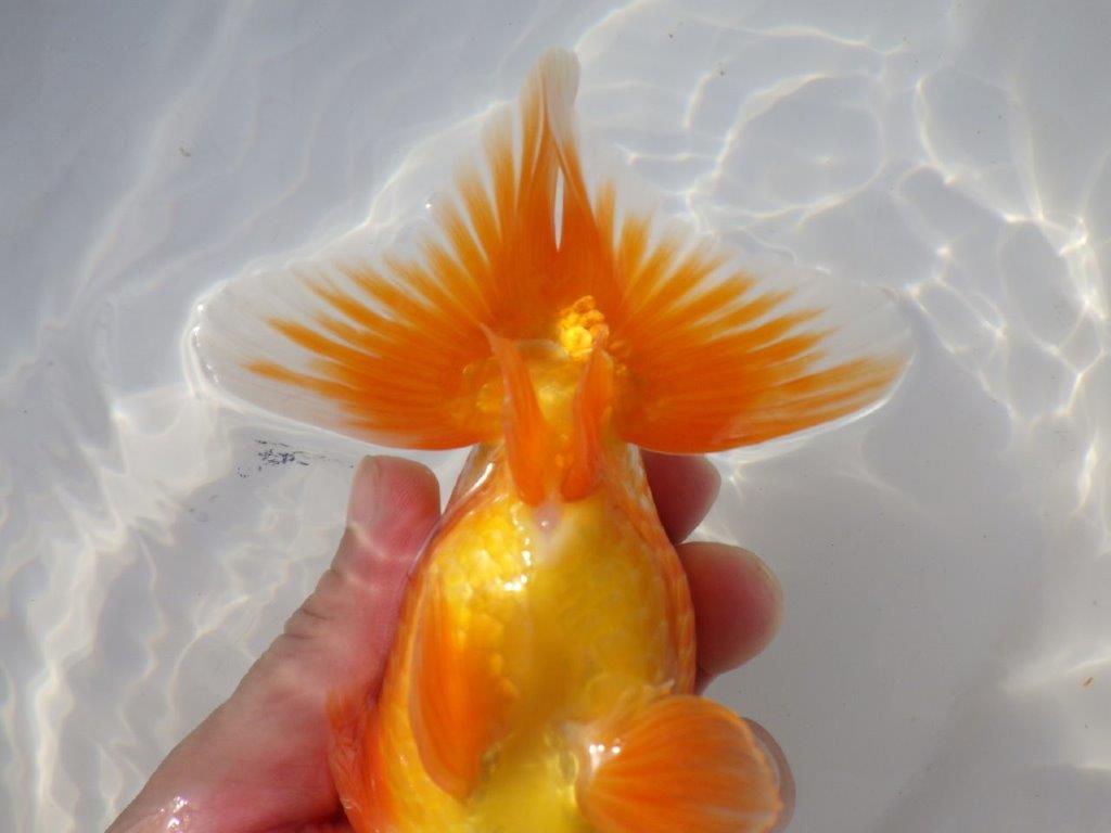 【なおちん金魚さん】管理魚 二歳らんちゅう A 約15㎝オス?