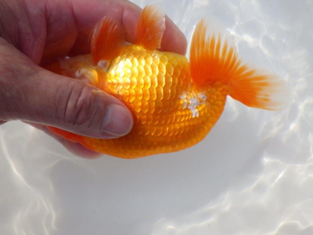 【なおちん金魚さん】管理魚 二歳らんちゅう A 約15㎝オス?