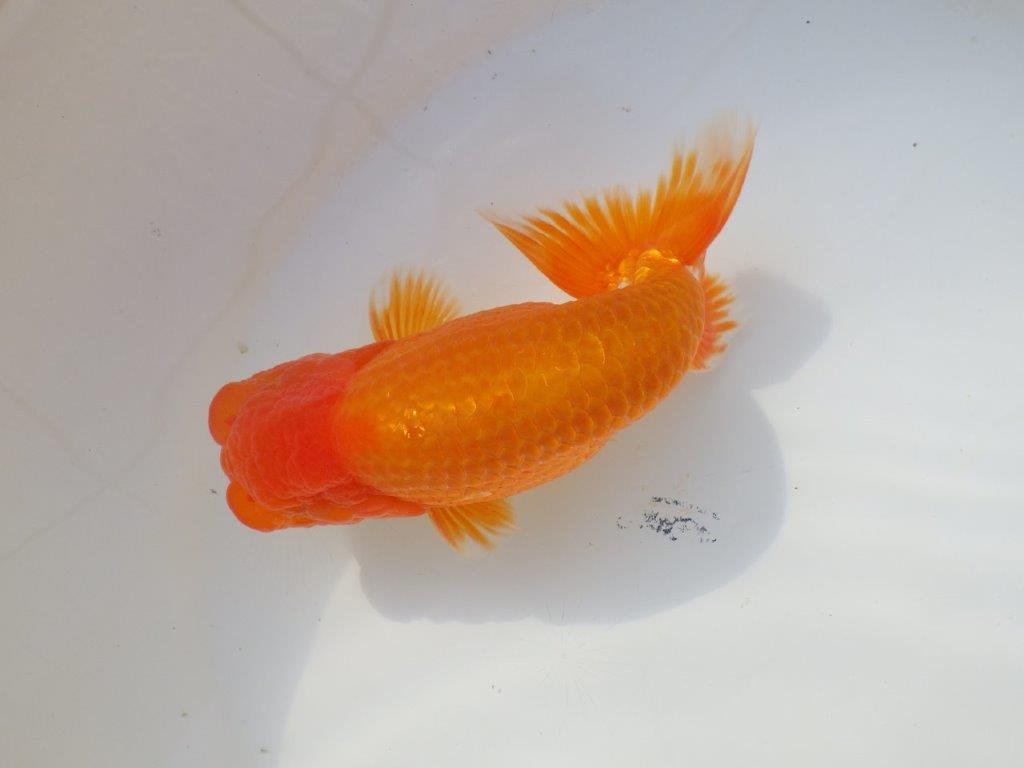 【なおちん金魚さん】管理魚 二歳らんちゅう A 約15㎝オス?