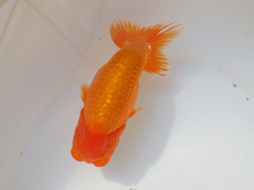 【なおちん金魚さん】管理魚 二歳らんちゅう A 約15㎝オス?