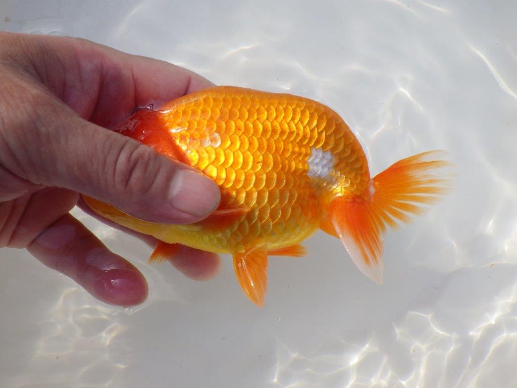 【なおちん金魚さん】管理魚 二歳らんちゅう A 約15㎝オス?