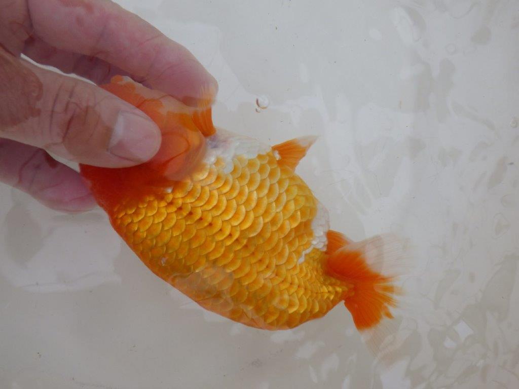 【愛知超優良系統 】面白い魚に仕上がる?!当歳らんちゅう約15,5㎝メス?