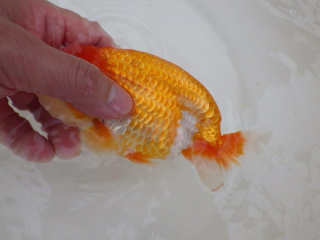 【愛知超優良系統 】面白い魚に仕上がる?!当歳らんちゅう約15,5㎝メス?