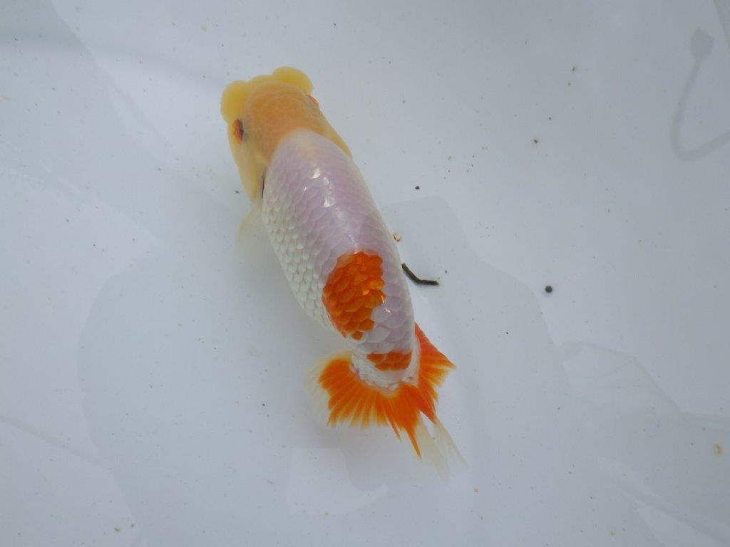 【全国大会東大関獲得ブリーダー 】目指せ品評大会!当歳らんちゅう約13,5㎝オス?