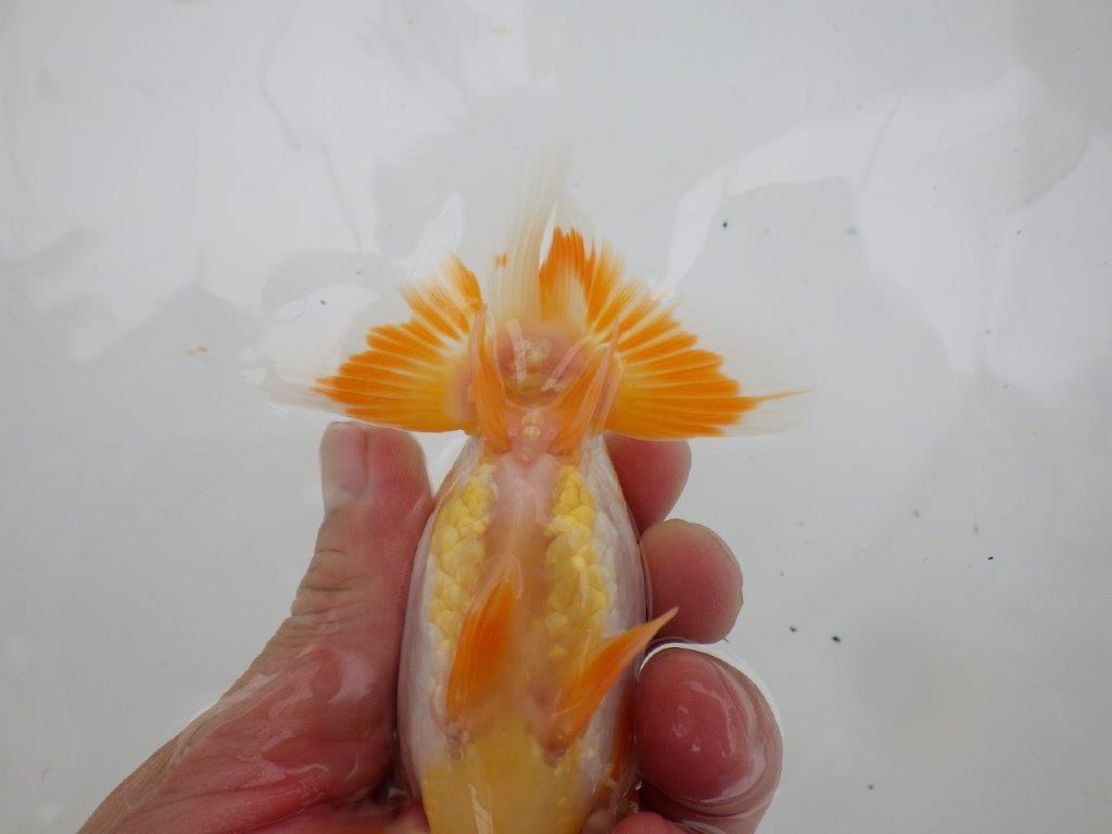 【三重 中井氏 】尾張優魚会の東大関獲得者!当歳らんちゅうA 約12,5㎝メス?