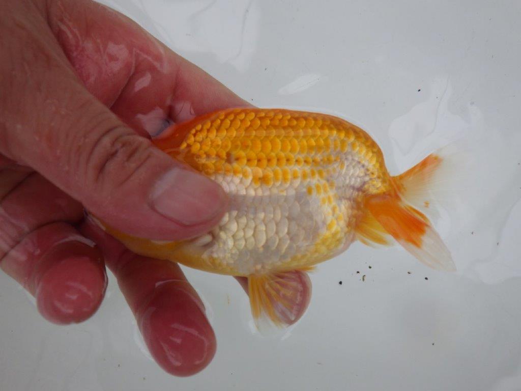 【三重 中井氏 】尾張優魚会の東大関獲得者!当歳らんちゅうA 約12,5㎝メス?