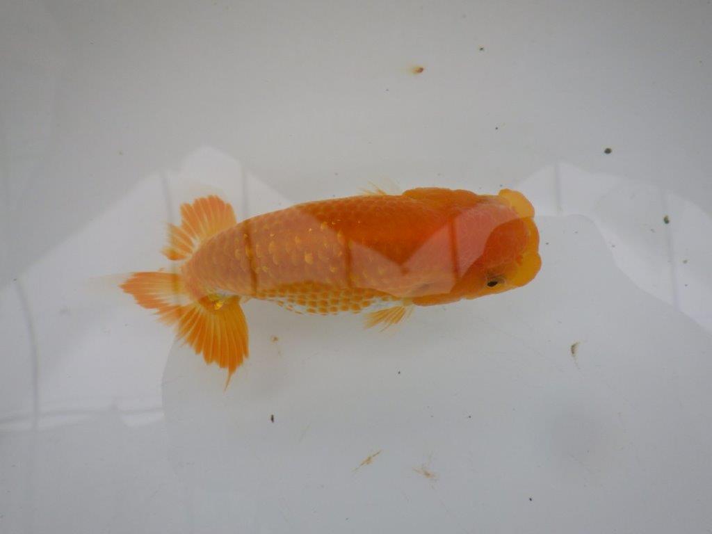 【三重 中井氏 】尾張優魚会の東大関獲得者!当歳らんちゅうA 約12,5㎝メス?