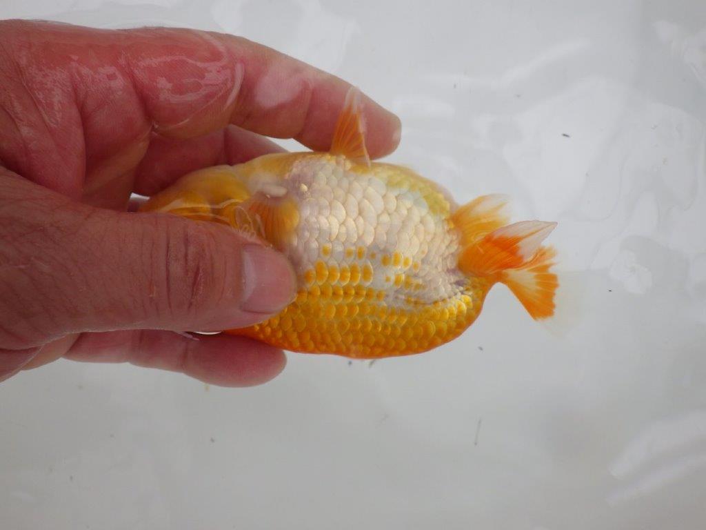 【三重 中井氏 】尾張優魚会の東大関獲得者!当歳らんちゅうA 約12,5㎝メス?
