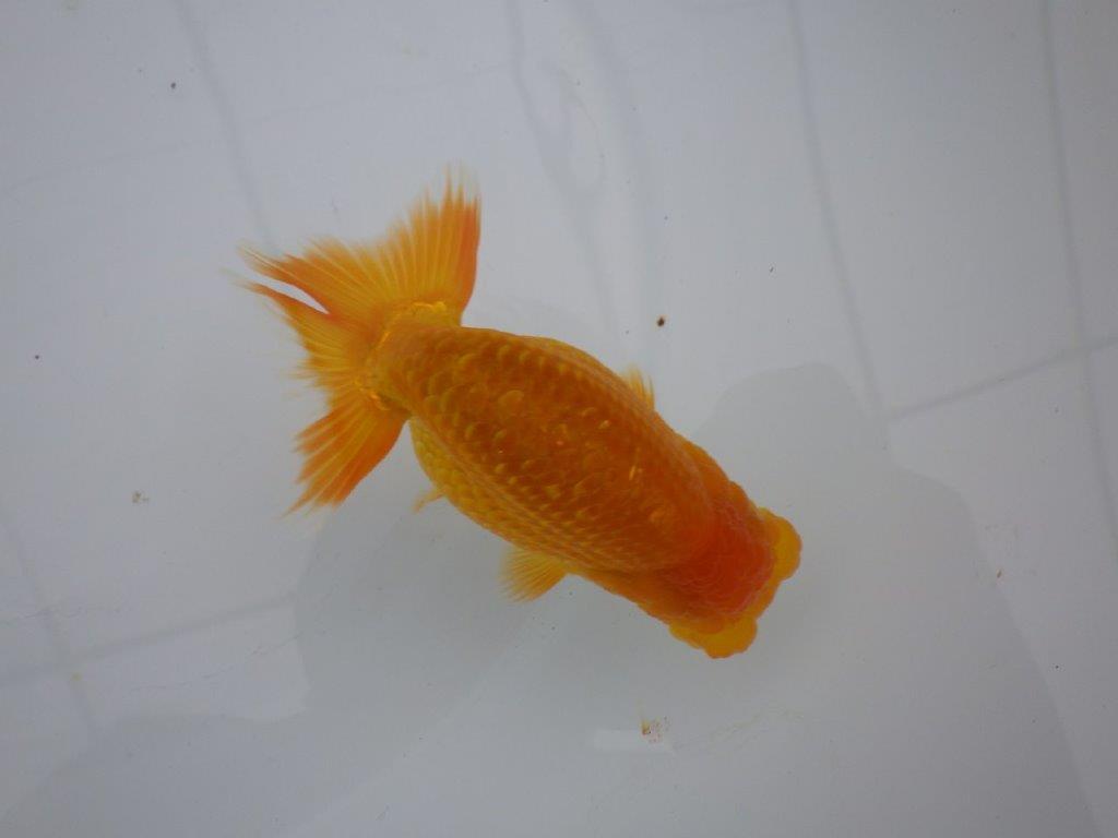 【三重の作りて大森らんちゅう】素晴らしいフンタン!当歳らんちゅう 約12,5㎝メス?