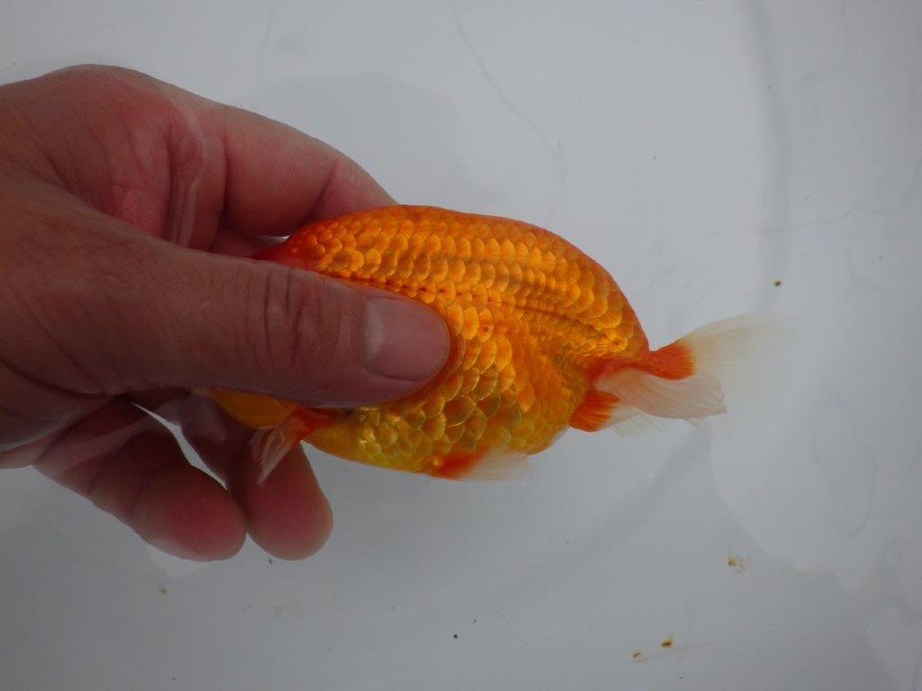 【三重の作りて大森らんちゅう】激レア系統！種にも！当歳らんちゅう  約13,５㎝オス？