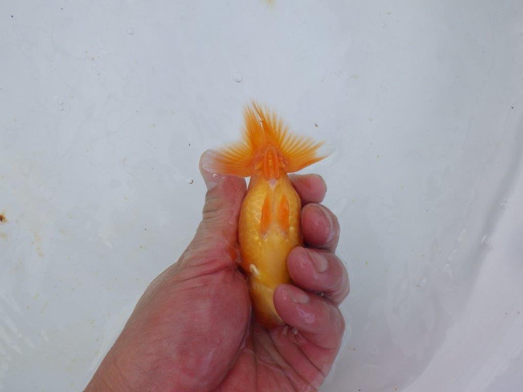 【三重ベテランブリーダー】　尾張りの良いらんちゅう　約11,5ｃｍ前後　メス？