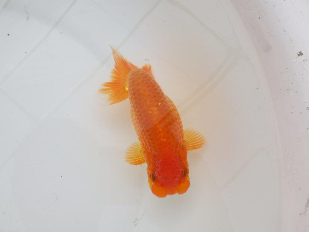 【日らん優等賞獲得ブリーダー】背が綺麗！当歳らんちゅう約14㎝オス？
