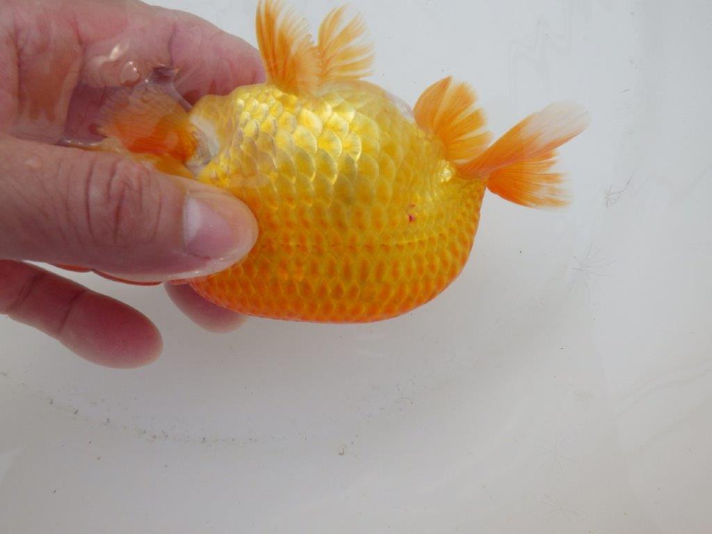 【日らん優等賞獲得ブリーダー】背が綺麗！当歳らんちゅう約14㎝オス？