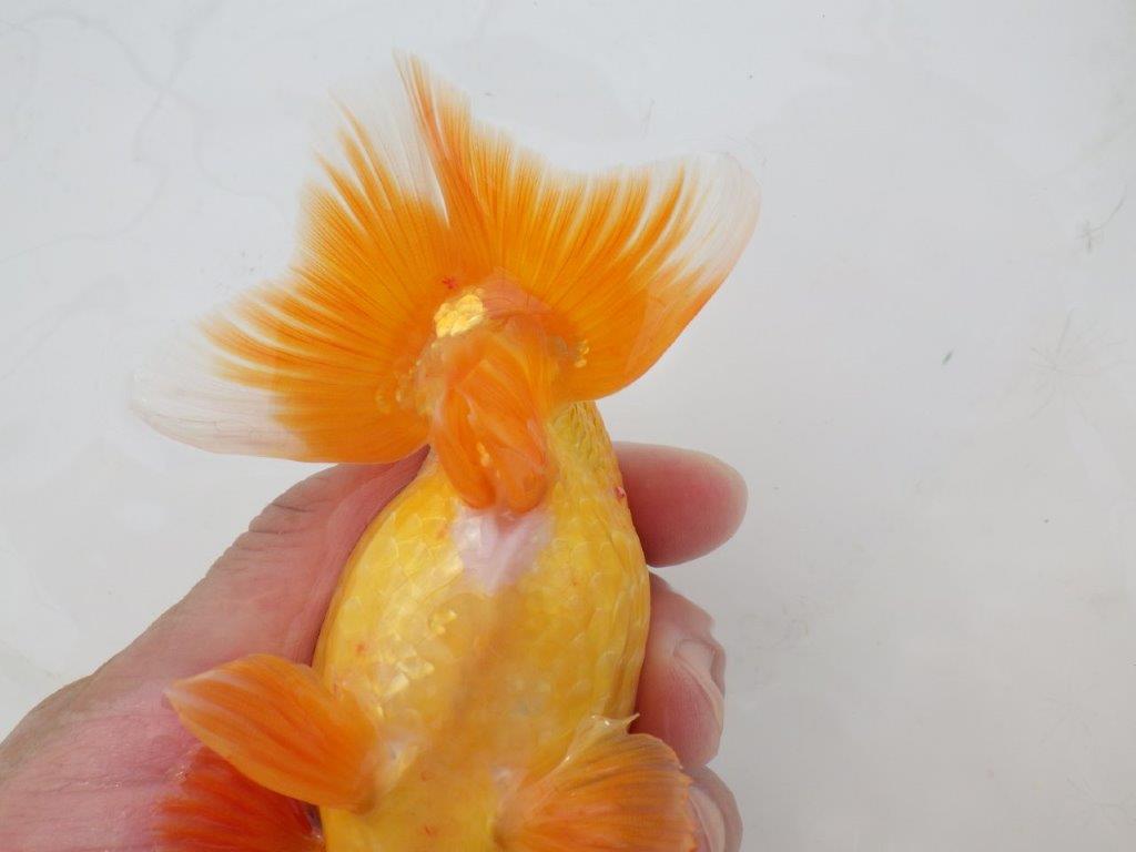 【日らん優等賞獲得ブリーダー】背が綺麗！当歳らんちゅう約14㎝オス？