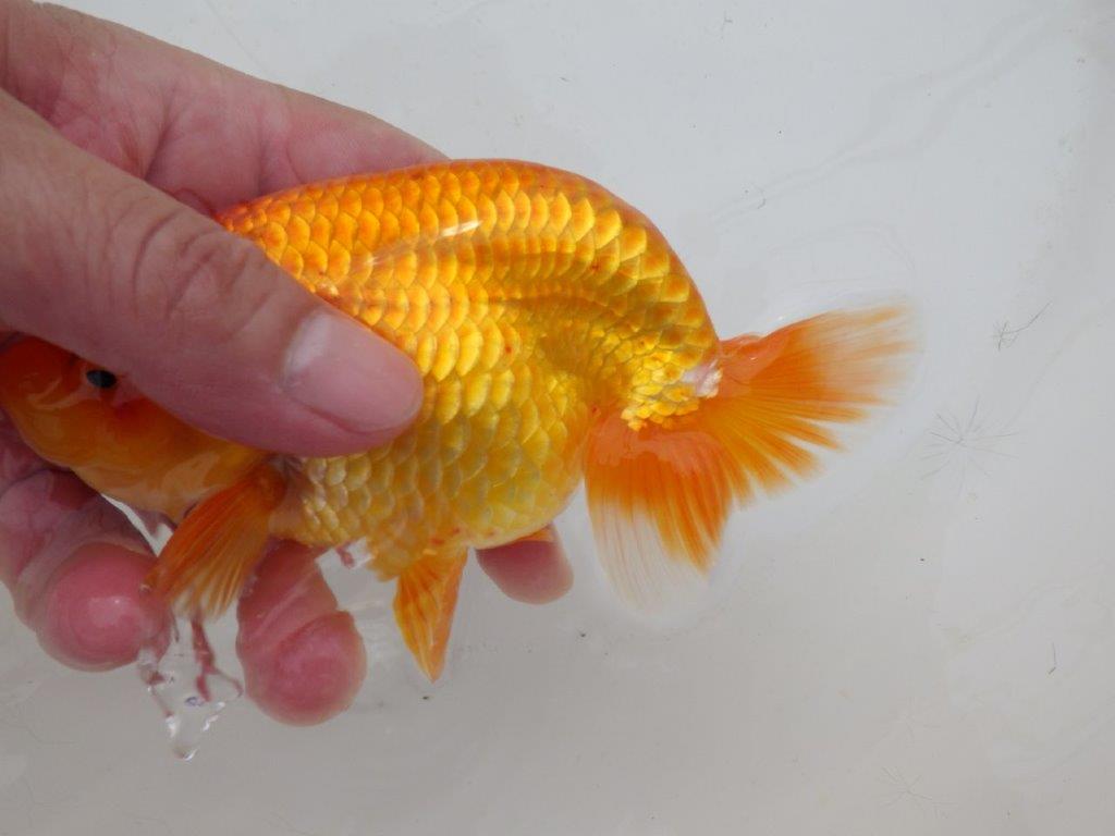 【日らん優等賞獲得ブリーダー】背が綺麗！当歳らんちゅう約14㎝オス？