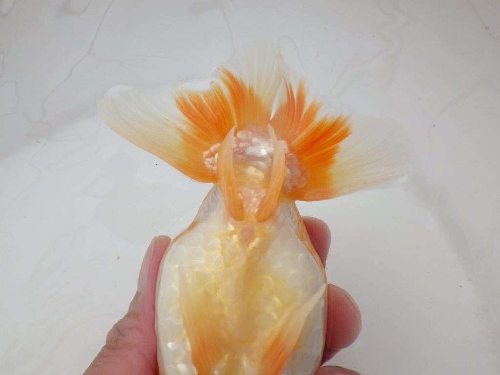 【日らん優等賞獲得ブリーダー】水槽でのご鑑賞がお勧め!当歳らんちゅう約14㎝メス?