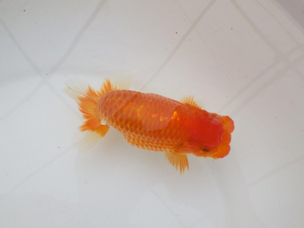 【日らん優等賞獲得ブリーダー】水槽でのご鑑賞がお勧め!当歳らんちゅう約14㎝メス?