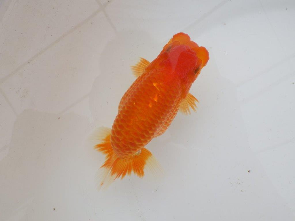 【日らん優等賞獲得ブリーダー】水槽でのご鑑賞がお勧め!当歳らんちゅう約14㎝メス?