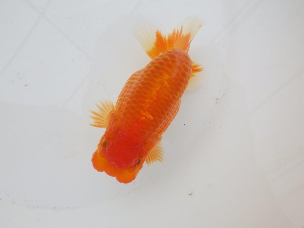 【日らん優等賞獲得ブリーダー】水槽でのご鑑賞がお勧め!当歳らんちゅう約14㎝メス?