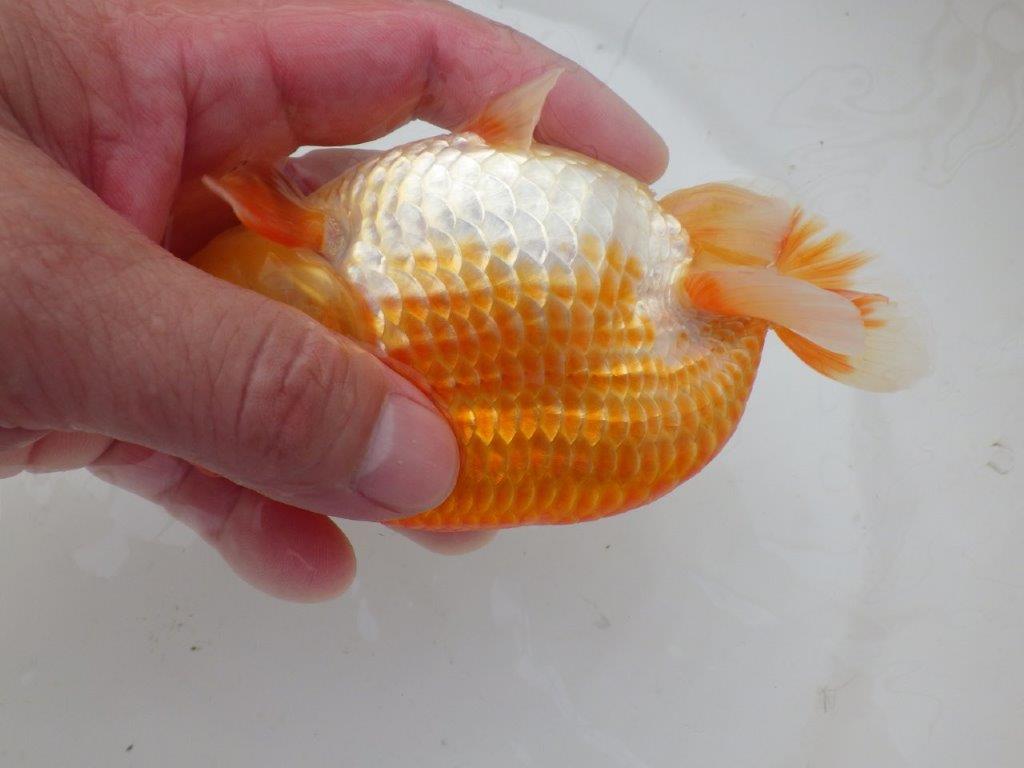 【日らん優等賞獲得ブリーダー】水槽でのご鑑賞がお勧め!当歳らんちゅう約14㎝メス?