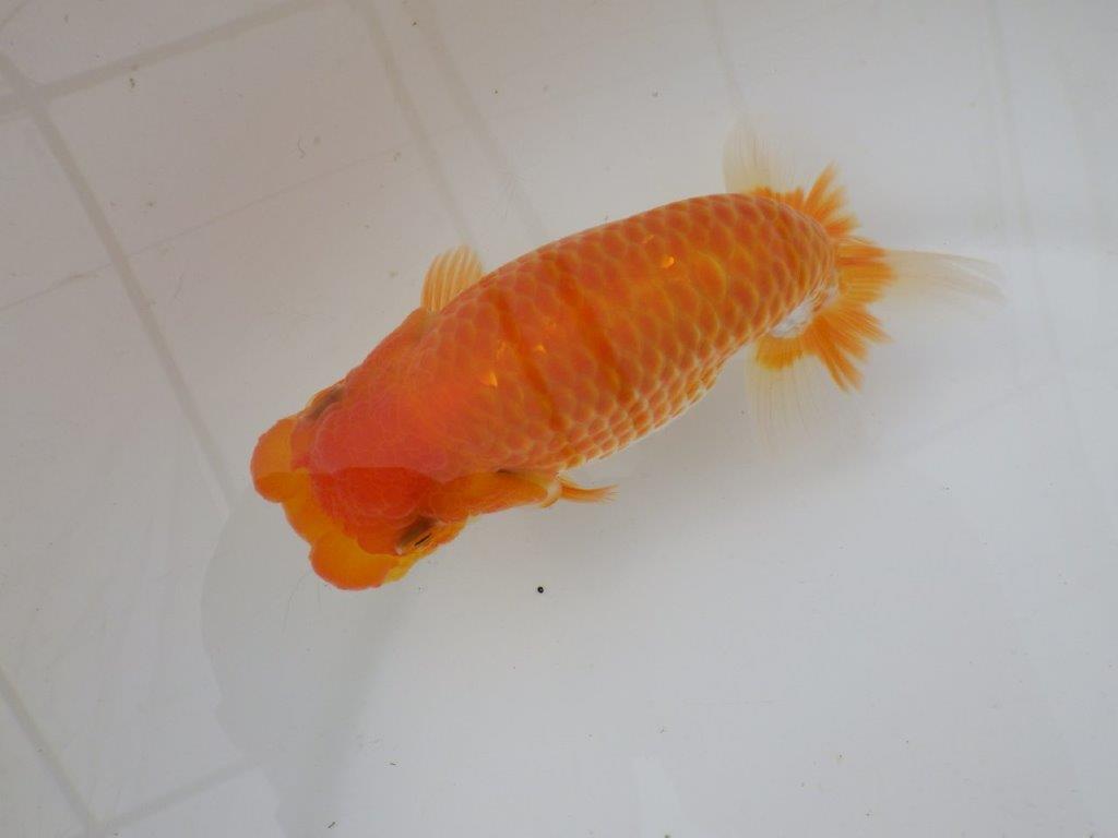 【日らん優等賞獲得ブリーダー】大迫力!当歳らんちゅう約14,5㎝メス?