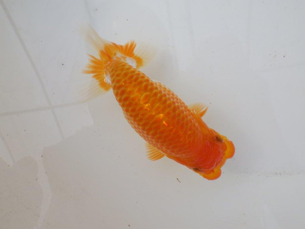 【日らん優等賞獲得ブリーダー】大迫力!当歳らんちゅう約14,5㎝メス?