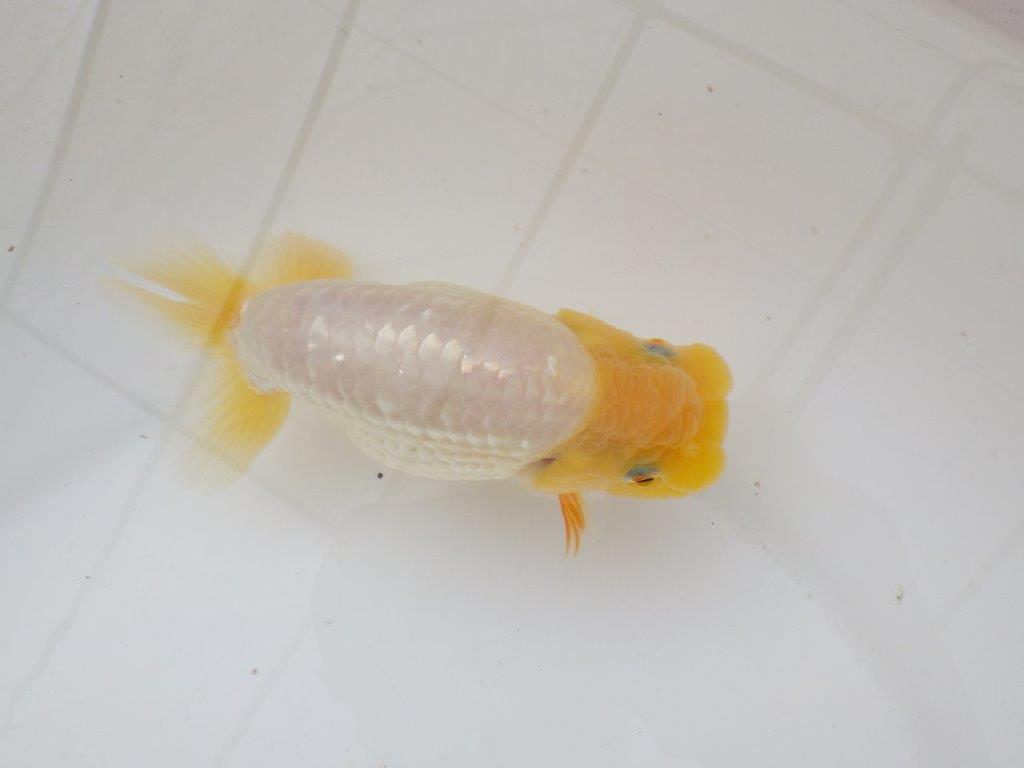 【日らん優等賞獲得ブリーダー】上物白らんちゅう!両手は赤!当歳らんちゅう約14,5㎝メス?