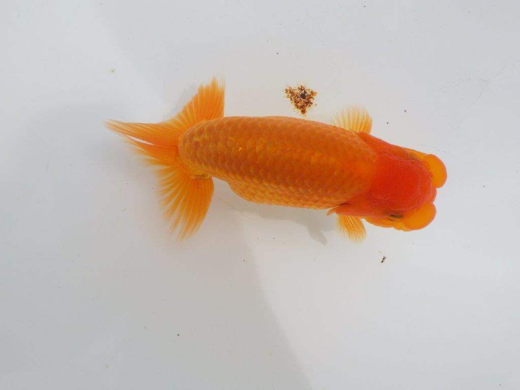 【全国大会東大関獲得ブリーダー 】種にもお使い頂きたい当歳らんちゅう約13㎝オス?