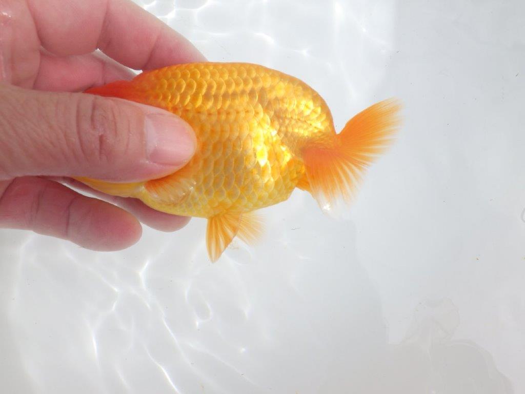 【全国大会東大関獲得ブリーダー 】種にもお使い頂きたい当歳らんちゅう約13㎝オス?