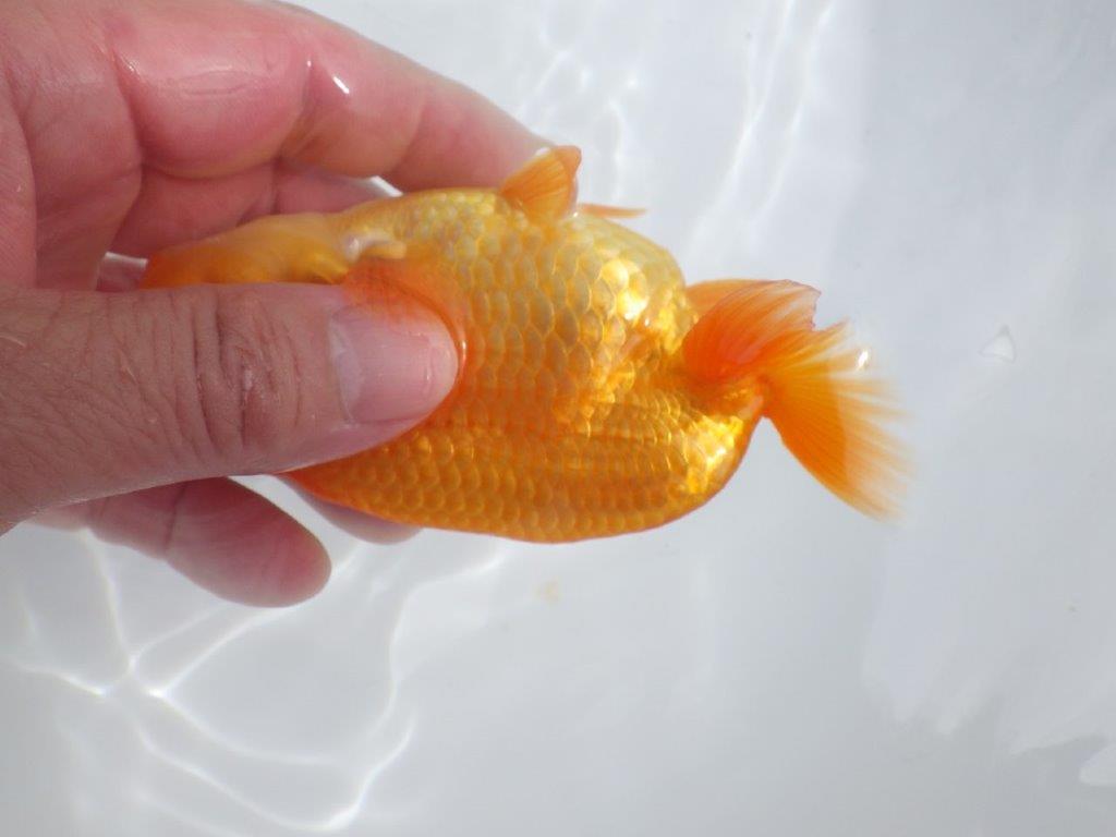 【全国大会東大関獲得ブリーダー 】種にもお使い頂きたい当歳らんちゅう約13㎝オス?