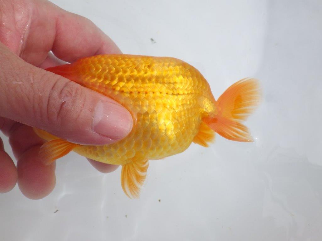 【全国大会東大関獲得ブリーダー 】種にもお勧め当歳らんちゅう約13,5㎝オス?