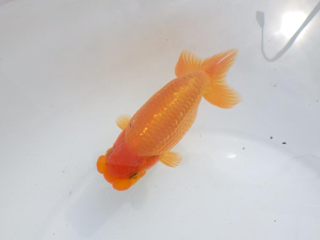 【全国大会東大関獲得ブリーダー 】種にもお勧め当歳らんちゅう約13,5㎝オス?