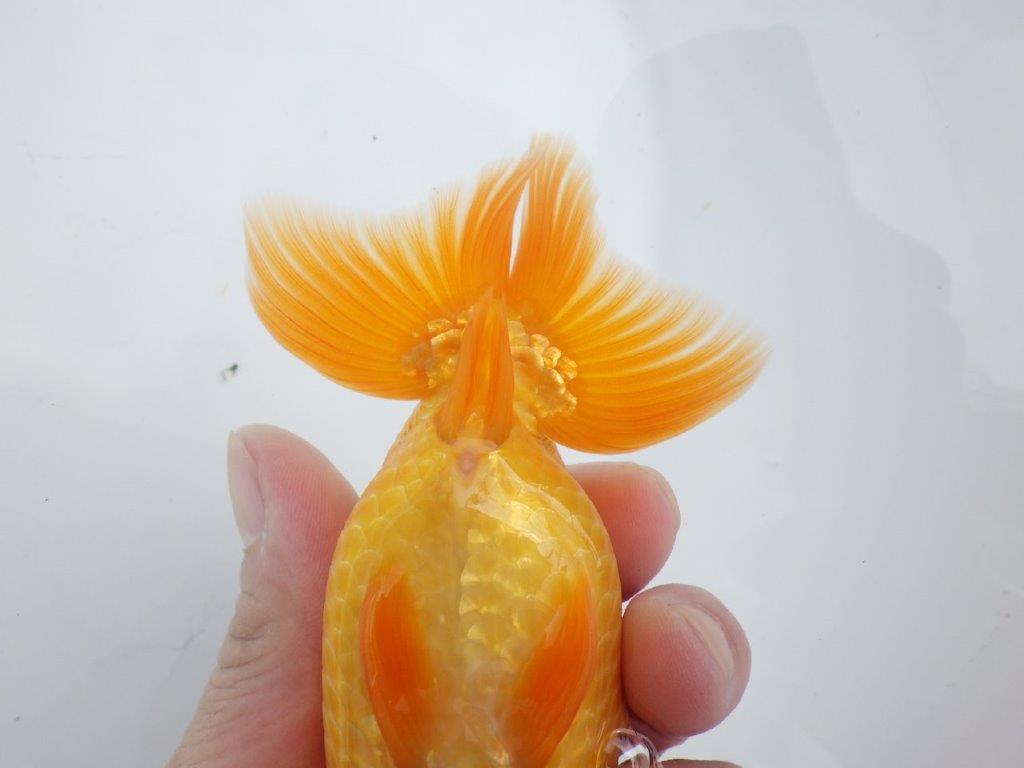 【全国大会東大関獲得ブリーダー 】種にもお勧め当歳らんちゅう約13,5㎝オス?
