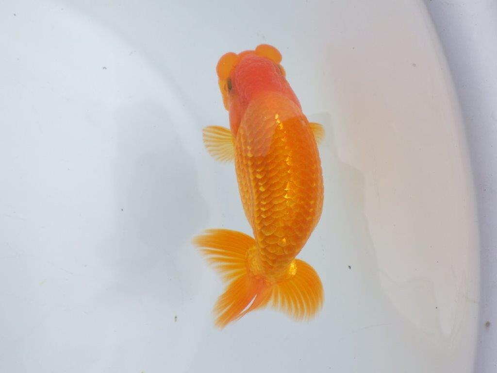 【全国大会東大関獲得ブリーダー 】種にもお勧め当歳らんちゅう約13,5㎝オス?