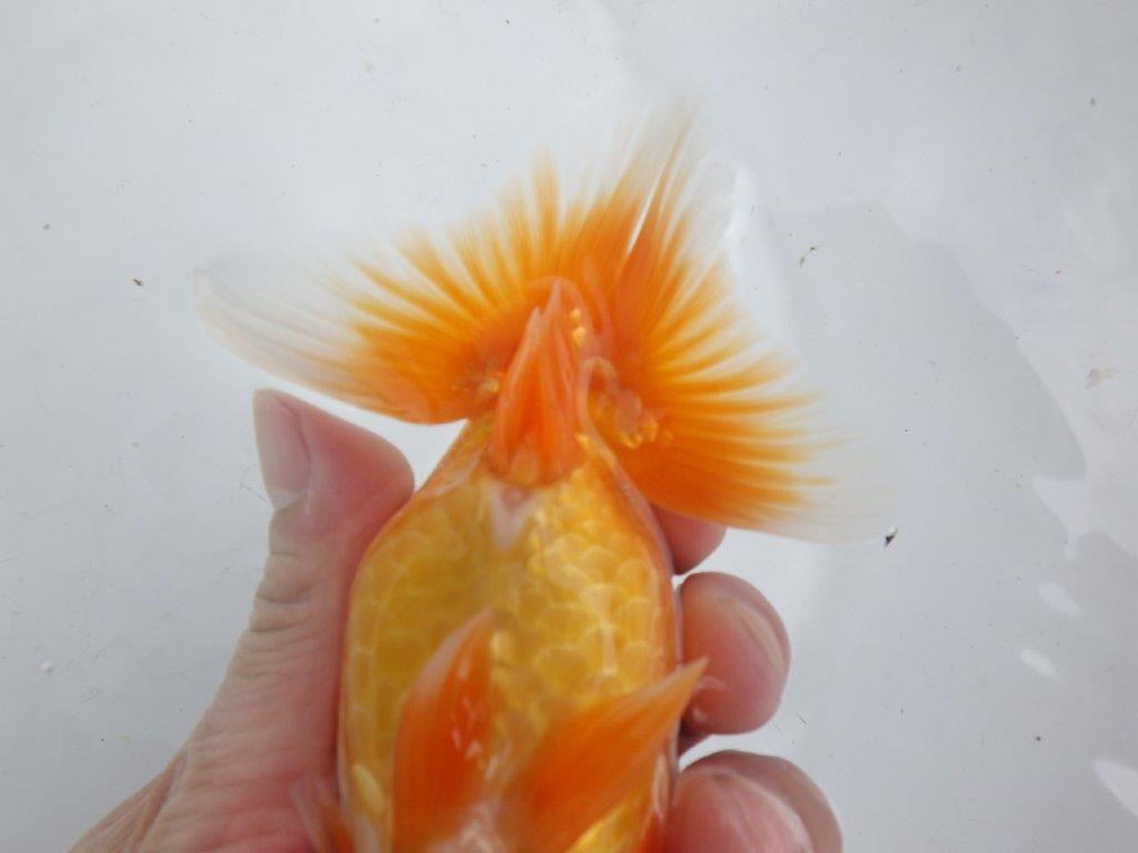 【全国大会東大関獲得ブリーダー 】素晴らしいフンタン!当歳らんちゅう約14㎝オス?