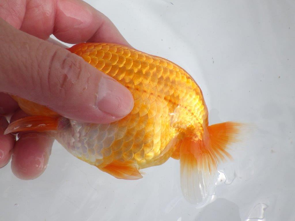 【全国大会東大関獲得ブリーダー 】素晴らしいフンタン!当歳らんちゅう約14㎝オス?