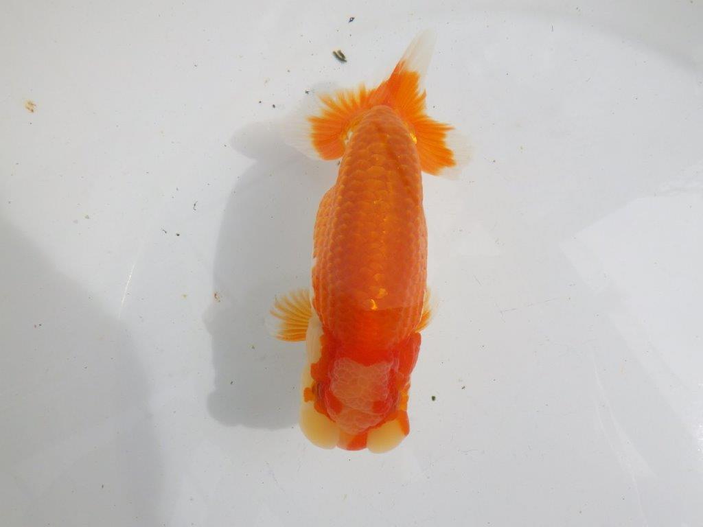【全国大会東大関獲得ブリーダー 】上物当歳らんちゅう約15㎝オス？