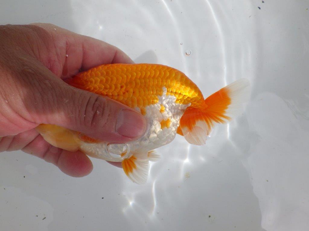 【全国大会東大関獲得ブリーダー 】上物当歳らんちゅう約15㎝オス？