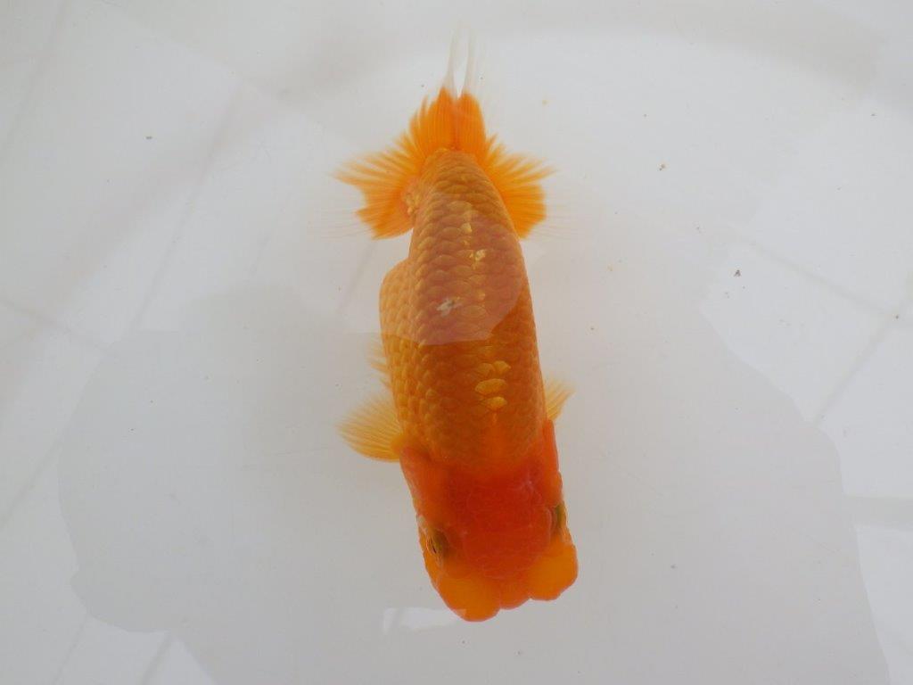【全国大会西大関獲得ブリーダー 】フンタン＆背も綺麗な当歳らんちゅう約12㎝オス？