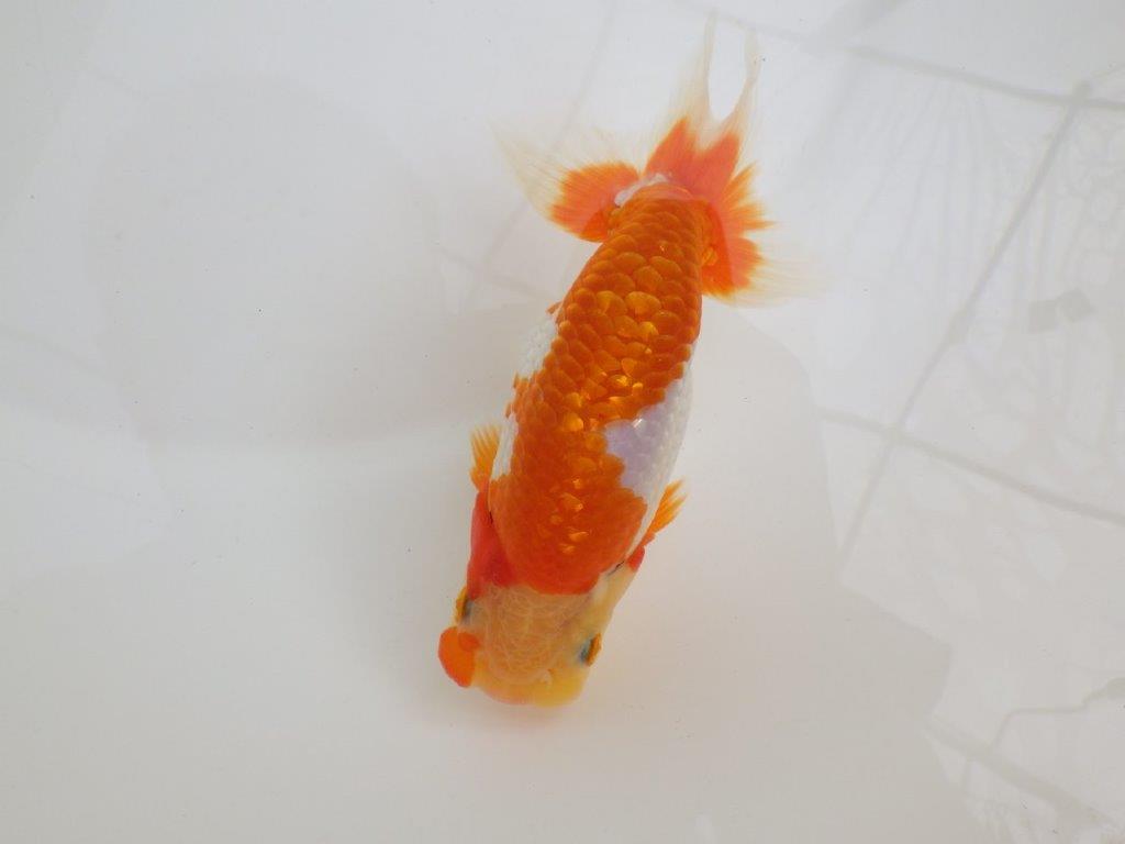 【全国大会西大関獲得ブリーダー 】超ド派手な更紗！当歳らんちゅう約13㎝オス？