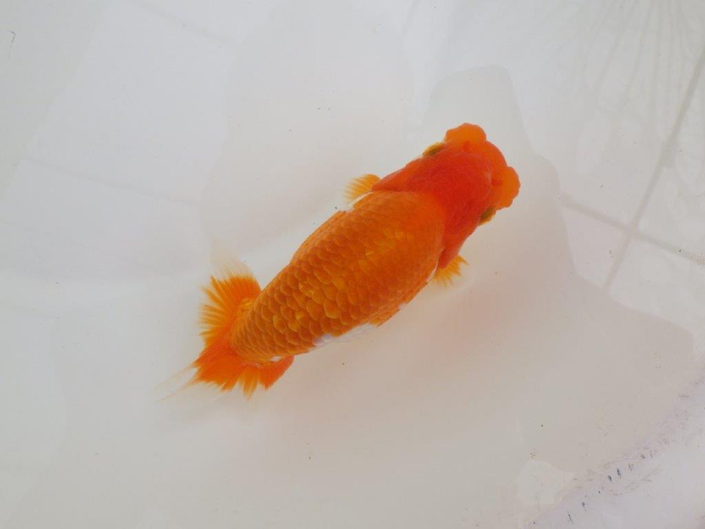 【全国大会西大関獲得ブリーダー 】しっかり飼い込まれております!当歳らんちゅう約14㎝メス?