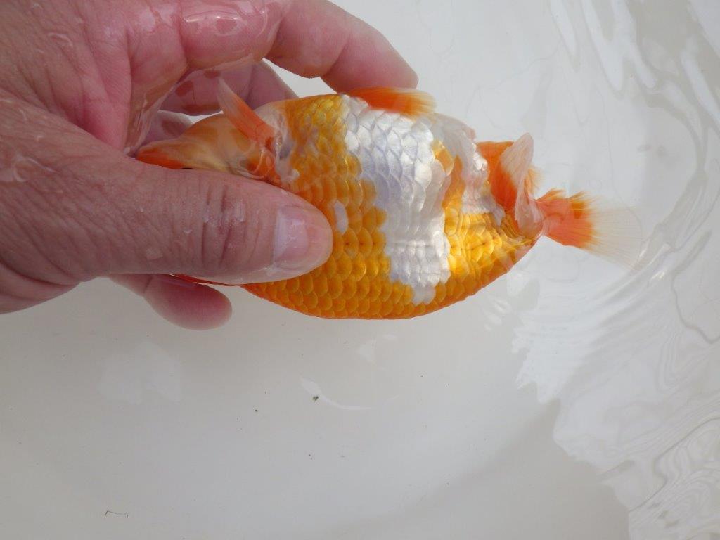 【全国大会西大関獲得ブリーダー 】しっかり飼い込まれております!当歳らんちゅう約14㎝メス?